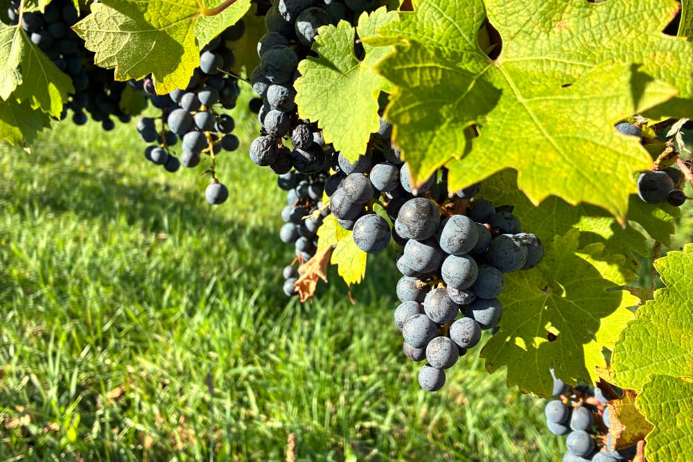 Bunches of dark purple grapes hanging from green vines.