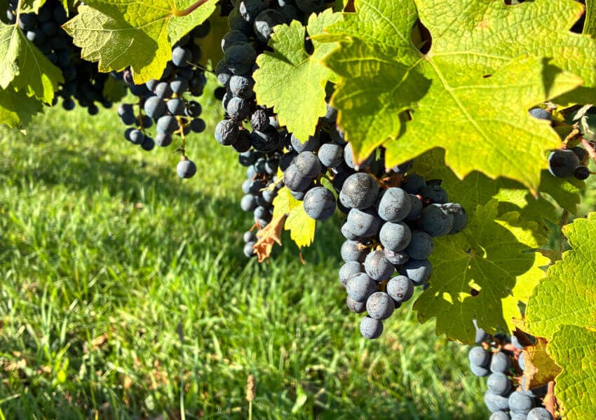 Clusters of ripe blue grapes hanging from green vine leaves against a grassy background.