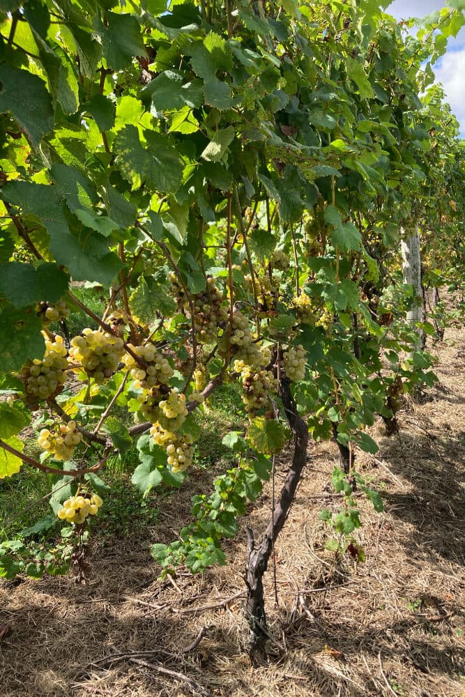 A row of grapevines laden with clusters of green grapes under a sunny sky.