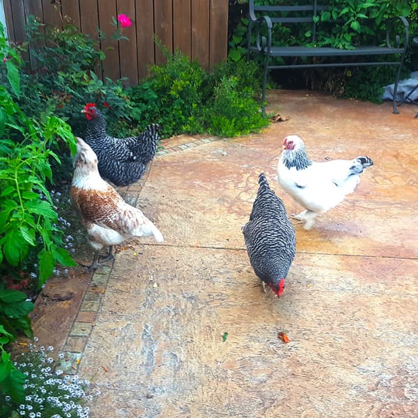 Four chickens of various colors exploring a patio garden.