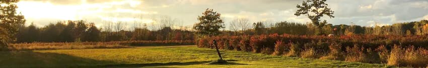 A serene landscape featuring a grassy field, a lone tree, and vibrant autumn foliage under a cloudy sky.
