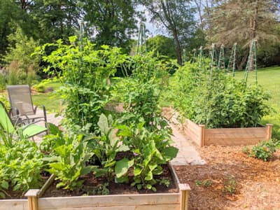 Lush vegetable garden beds with tall plants and a seating area in the background