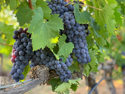 French grape vines with purple grapes