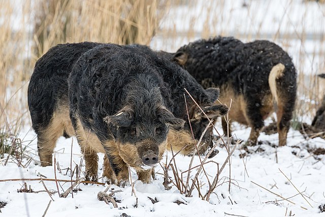 Black and white pigs with curly hair standing in a snow covered field