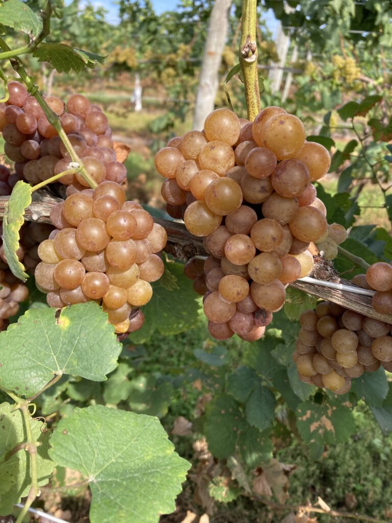 Ripe Gewurztraminer grape clusters on the vine.