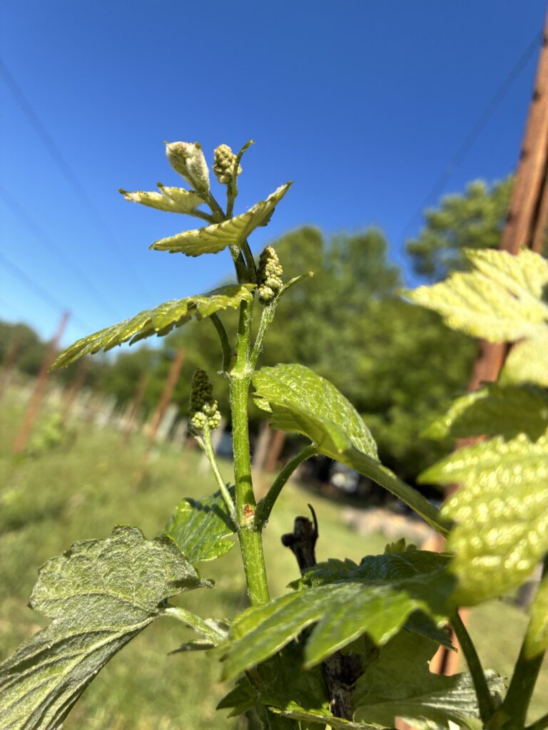 Blooming Grape Vine